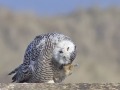 Sneeuwuil_111423