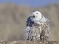 Sneeuwuil_111463