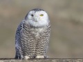 Sneeuwuil_111503
