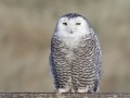 Sneeuwuil_111580