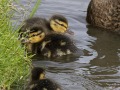 Wilde-eend_210726