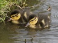 Wilde-eend_210745