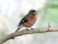 01-DSC03694-Vink