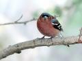 02-DSC03685-Vink.
