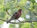 03-DSC03201-Vink.