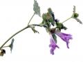 23-DSC03733-