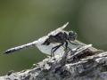 27-DSC04187-