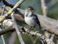 35-DSC03851-
