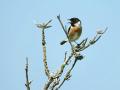 39-DSC03572-