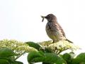 40-DSC03732-