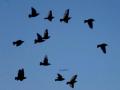 43-DSC03969-