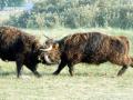 02-DSC09381-Schotse-Hooglanders