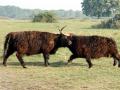 03-DSC09386-Schotse-Hooglanders.