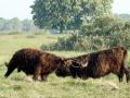 04-DSC09401-Schotse-Hooglanders.