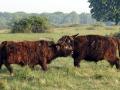 05-DSC09379-Schotse-Hooglanders.