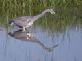 12-DSC09446-Blauwe-Reiger.