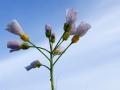 13-DSC09430-Pinksterbloem.