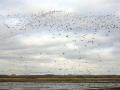 13-DSC05937-polder-Arkemheen.