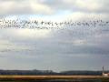 14-DSC05977-.
