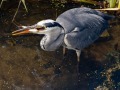 Blauwe-reiger