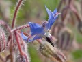 Borage
