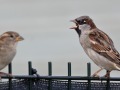 Huismus