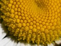 Margriet