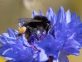 Steenhommel