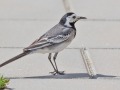 Witte-kwikstaart