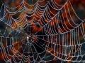 02-DSCF5665-Spinnenweb.