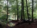 20-DSC09157-Engelse-bos.