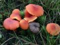 23-DSC09285-Scharlaken-wasplaaten-met-Veenmosgrauwkop.