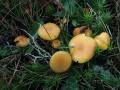 25-DSC09298-Elfenwasplaat.