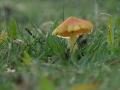 26-DSC09248-Zwartwordende-wasplaat.