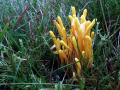 30-DSC09305-Gele-knotszwam.