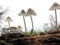32-DSC09499-Draadsteelmycena.