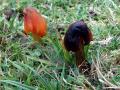 34-DSC09510-Zwartwordendewasplaten.