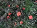 36-DSC09418-Scharlaken-wasplaten.