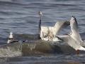 Kokmeeuwen_209245