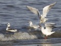 Kokmeeuwen_209248