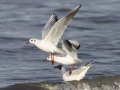 Kokmeeuwen_209264