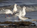 Kokmeeuwen_209295