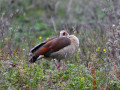 D6S_0949_