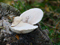 D6S_0953_