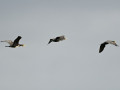 Z6D_0994_
