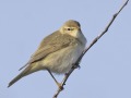 Fitis3