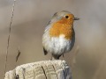 Roodborst