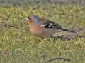 Vink-man