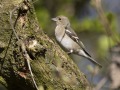 Vink-vrouw