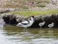 Kluut_208312
